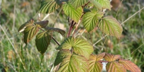 Kako saditi maline u jesen?